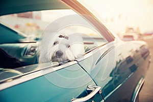 Dog Shih tzu looks out window retro car sunset. Concept animal travel road trip