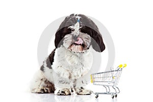 Dog Shih tzu with shopping trolly isolated on white background dog