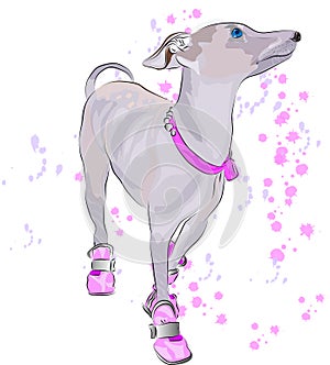 Dog in shoes drawn in illustrator