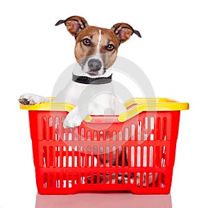 Dog in a shopping basket