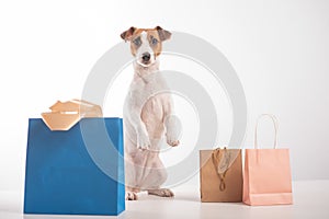 Dog shopping sale. Jack russell terrier and different paper bags on a white background