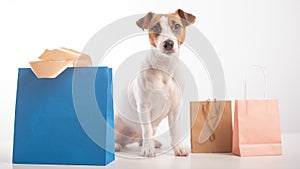 Dog shopping sale. Jack russell terrier and different paper bags on a white background