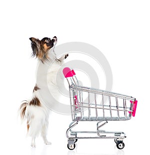 Dog with shopping trolley looking up. isolated on white background