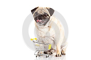 Dog shopping trolly isolated on white background