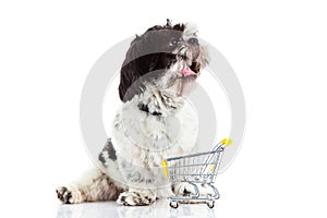 Dog with shopping trolly on white background