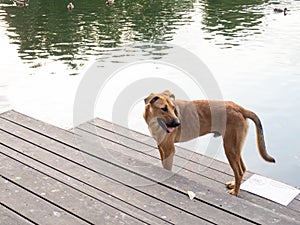 Dog on the shore of the lake next to a sign that prohibits swimming photo