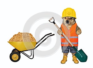 Dog with shovel at wheelbarrow with sand