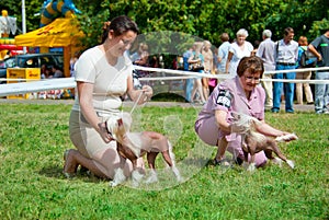 Dog show