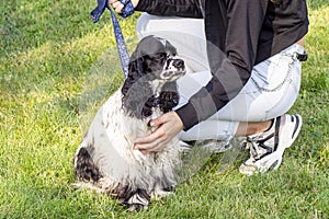 Dog Show in a city park