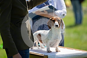 Dog show. Experts evaluate the dog