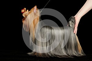 Dog show participant demonstrates Yorkshire Terrie photo