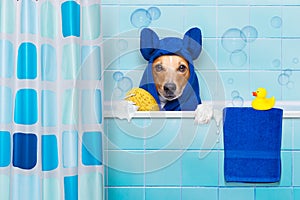 Dog in shower