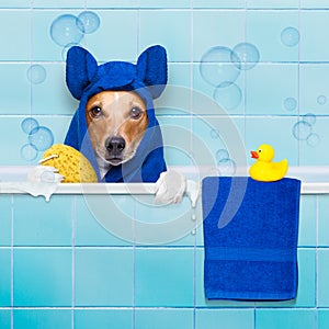 Dog in shower