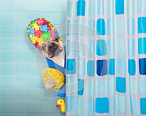 Dog in shower