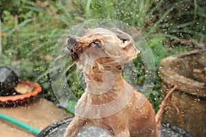 A dog shower
