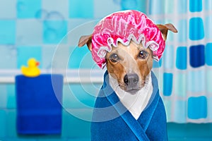 Dog in shower or wellness spa