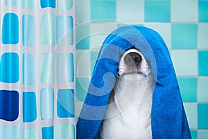 Dog in shower or wellness spa
