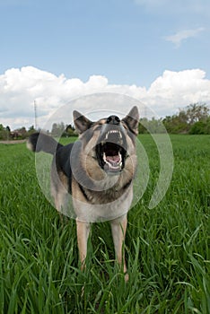 Il cane visualizzato denti 