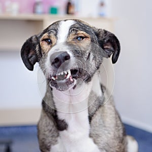 Dog showing teeth