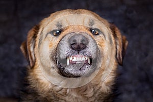 The dog shows teeth. Angry dog is ready to bite. Caution is an evil dog_ photo