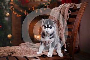 Dog Siberian Husky , Cute little siberian husky puppy