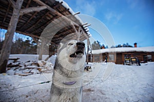 Dog Siberian Husky guard