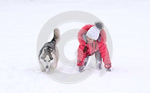 The dog of Siberian husky and the little girl are racing.