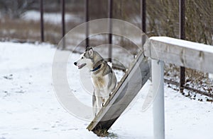 The dog Siberian husky and obedience training in winter