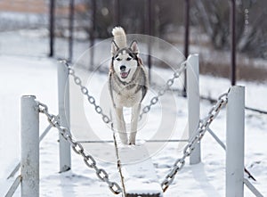 The dog Siberian husky and obedience training in winter