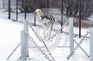 The dog Siberian husky and obedience training in winter