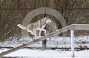The dog Siberian husky and obedience training in winter