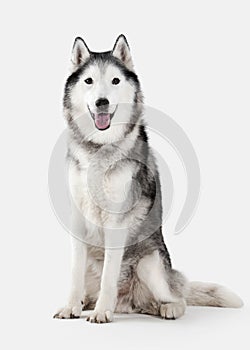 Dog. Siberian Husky on white background