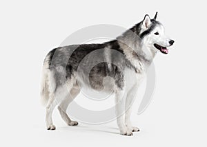 Dog. Siberian Husky on white background