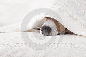 Dog sick , ill or sleeping