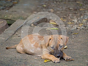 Dog sick leprosy skin problem.