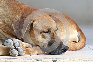 Dog sick, sleep dog relax alone, brown dog is sleeping, brown dog is sleep sick