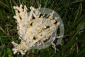 Dog sick slime mould (Mucilago crustacea) photo