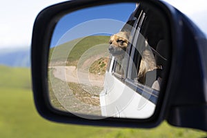 Dog in side view mirror. Traveling by car with dog.