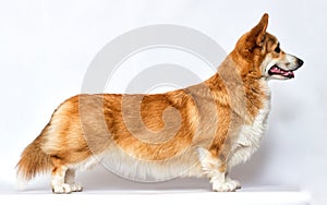 dog sideways in a pedigree stand on a white background