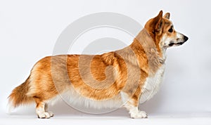 dog sideways in a pedigree stand on a white background