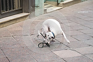 Dog on a sidwalk in the city fighting with his leash photo