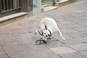 Dog on a sidwalk in the city fighting with his leash