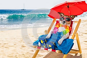 Dog siesta on beach chair