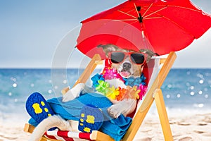 Dog siesta on beach chair