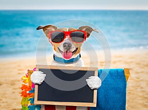 Dog siesta on beach chair