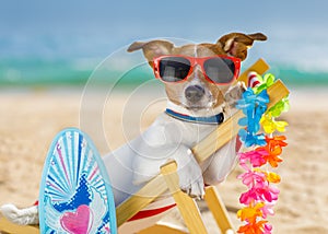 Dog siesta on beach chair