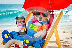 Dog siesta on beach chair photo