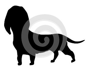 Dog silhouette, dachshund breed. Side view pet stand icon in black color. Make used for dog show, competition, pet store