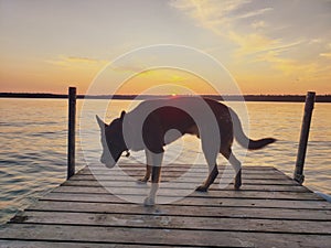 Dog in silhouette on a dock at sunset on Child`s Lake, Duck Mountain Provincial Park, Manitoba, Canada