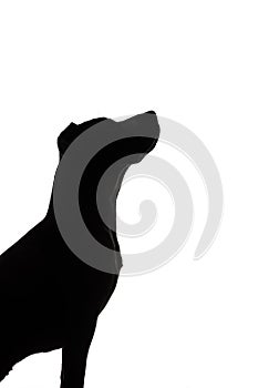 Dog silhouette on white background